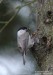 Sýkora babka (Fotky dcery Lenky), Poecile palustris ()